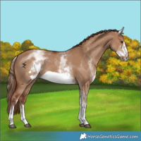 Horse Color:White Spotted Red Dun Frame 