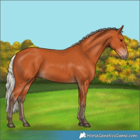 Horse Color:Silver Bay 