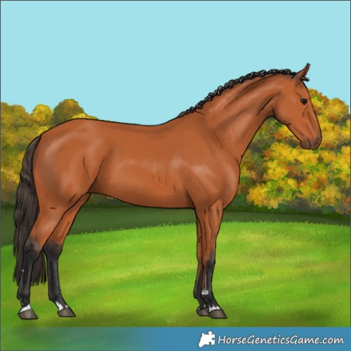 Horse Color:Bay 