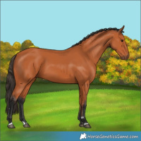Horse Color:Bay 
