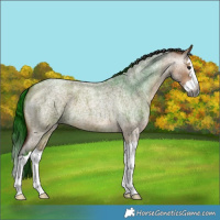 Horse Color:Gray Bay Roan Dun Splash 