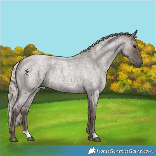 Horse Color:Silver Blue Roan 