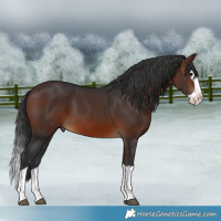Horse Color:Brown Splash