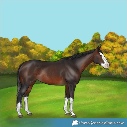 Horse Color:Brown Splash Rabicano 