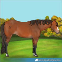 Horse Color:Bay 