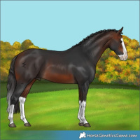Horse Color:Bay Splash 
