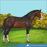 Horse Color:Bay Splash 