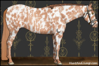 Horse Color:Gold Champagne Appaloosa  and Gold Champagne Appaloosa 