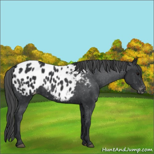 Horse Color:Black Appaloosa 