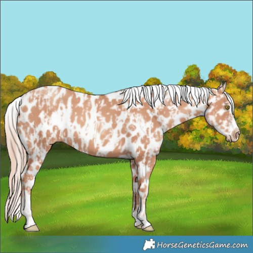 Horse Color:Gold Champagne Appaloosa  and Gold Champagne Tobiano Appaloosa 