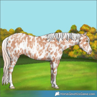 Horse Color:Gold Champagne Near Leopard  and Gold Champagne Tobiano Near Leopard 