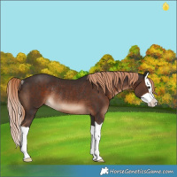 Horse Color:Liver Chestnut Splash Rabicano 