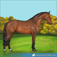 Horse Color:Bay 