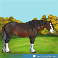 Horse Color:Brown Splash