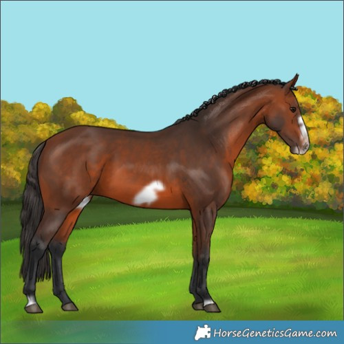 Horse Color:Bay Frame 