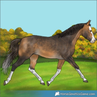 Horse Color:Buckskin Splash 