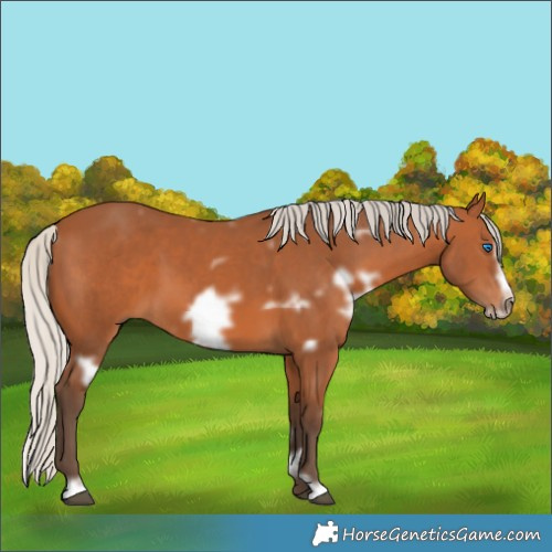 Horse Color:Unknown 