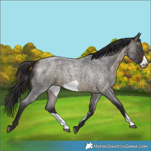 Horse Color:Buckskin Roan Sabino Frame 