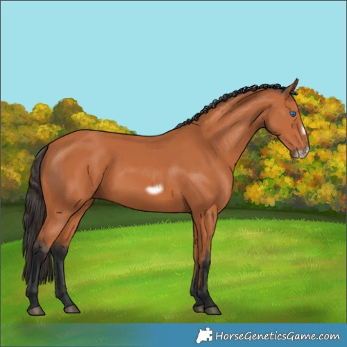 Horse Color:Bay Frame 