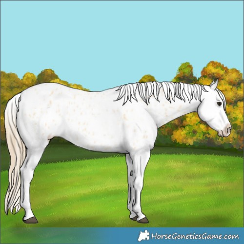 Horse Color:Buckskin Ice Appaloosa 