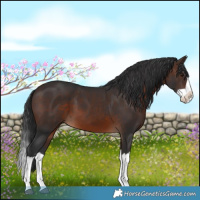Horse Color:Brown Splash 