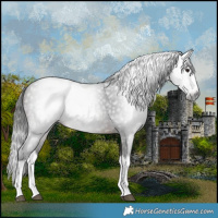 Horse Color:Gray Bay Splash 