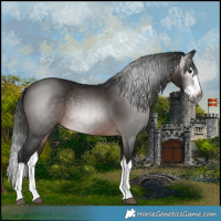 Horse Color:Gray Bay Splash 