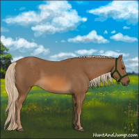 Horse Color:Chocolate Palomino 