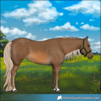 Horse Color:Chocolate Palomino 