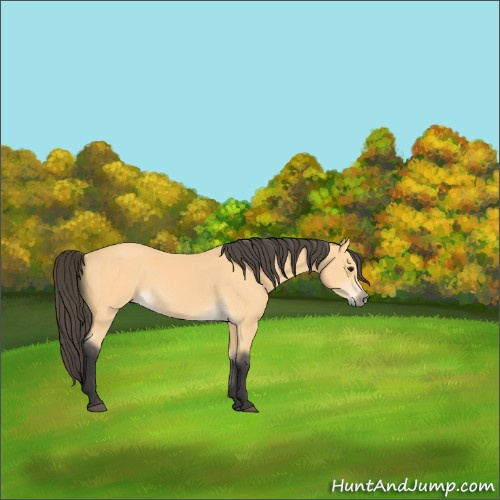 Horse Color:Buckskin 