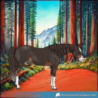 Horse Color:Liver Chestnut Splash 
