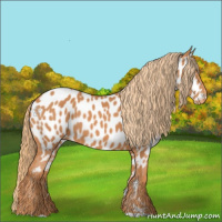 Horse Color:Chestnut Appaloosa
