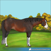 Horse Color:Bay Splash