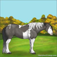 Horse Color:Grullo Splash Tobiano 