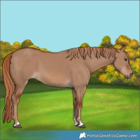 Horse Color:Red Dun