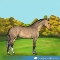 Horse Color:Buckskin Dun Sabino