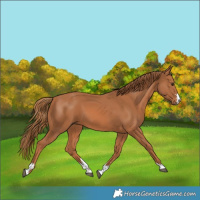 Horse Color:Chestnut 