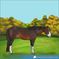 Horse Color:Brown Splash 