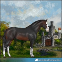 Horse Color:Brown Splash 