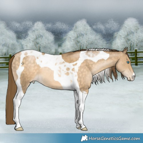 Horse Color:Buckskin Pearl Tobiano Appaloosa