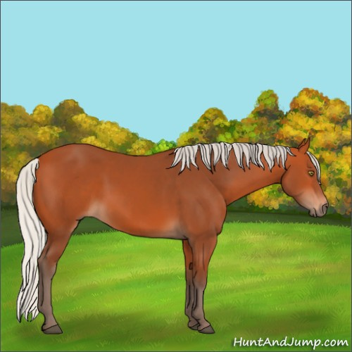 Horse Color:Silver Bay Sabino Rabicano