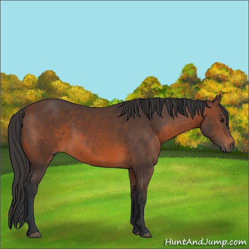 Horse Color:Brown 