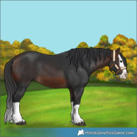 Horse Color:Brown Splash