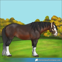 Horse Color:Brown Splash 