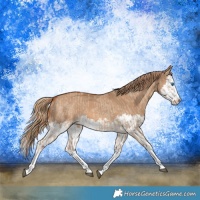 Horse Color:Red Dun Splash  and Red Dun Splash 