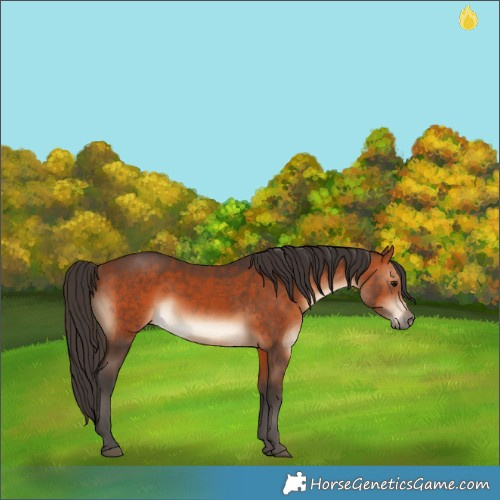 Horse Color:Bay Rabicano 