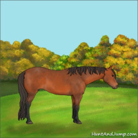 Horse Color:Bay 