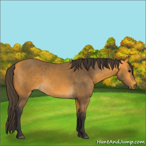 Horse Color:Buckskin
