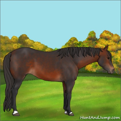 Horse Color:Bay 