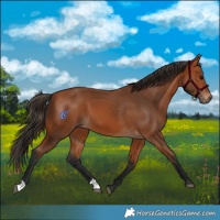Horse Color:Bay 